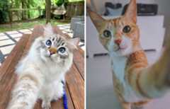 While You're Away, Your Cat's Taking Selfies (10 Pics)