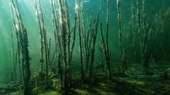 Merenpohjalla kasvaa ruovikkoa. Muuta kasvillisuutta ei ole. Aurinko paistaa vesipatsaan läpi vaikka vesi on hieman samea.