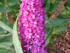Buddleja davidii_Louis-M. Landry