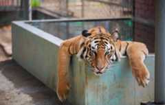 A tiger at the Chattogram Zoo in Bangladesh finds some respite from the searing heat in Bangladesh.