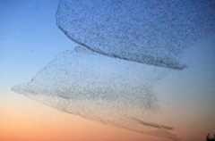 黄河口现“鸟浪”景观