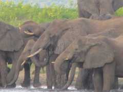 Thirsty elephants along the Chobe River in Namibia.