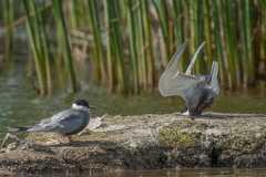 着陸に失敗したクロハラアジサシの写真。鳥類部門賞を受賞