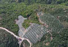 智能大棚尽显“科技范” 玉苍杨梅住进“水晶宫”