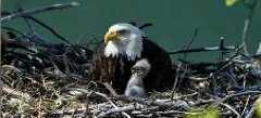 bald eagle in nest