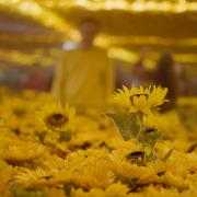 Wonderseekers Van Gogh Alive - sunflower room