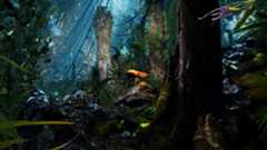 The forest