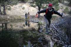 Beaver Habitat Garrett Harper-Bischof carefully crosses a large beaver dam during an exploratory field trip with participants of the Colorado Beaver Gathering on Friday, Oct. 24, 2025, in the foothills northwest of Boulder. (Photo by Timothy Hurst/The Denver Post)