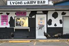 Turkeys, who presence in Lyons has been delighting residents who encounter them,  strut in front of the Lyons Dairy Bar in on Nov. 12. (Matthew Jonas/Staff Photographer)
