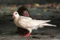amor