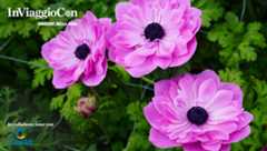 La Crociera della Musica: Sanremo 2026 | In Viaggio con Corriere della Sera