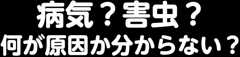 病気?害虫?何が原因か分からない?
