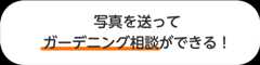 写真を送ってガーデニング相談ができる!