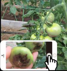 写真と相談内容を送信