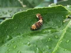 アゲハの幼齢幼虫（1～4齢幼虫の体長約4～20mm)