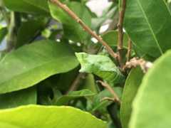 アゲハの蛹（体長約35mm）