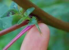 Spiny amaranth has edible leaves and might be a medicine and sex aid. 