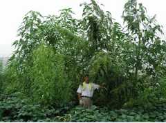 Amaranthus australis (southern amaranth) can easily grow 18 feet or more. 