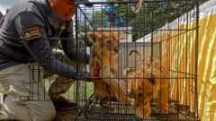 Wildlife Trafficking 101: Everything You Need to Know