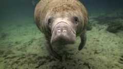 Trump Admin Aims to Gut Endangered Species Act Habitat Protections