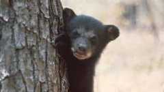 Wildlife Advocates Condemn Proposed ‘Barbaric’ Florida Black Bear Hunt