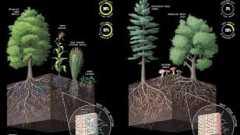 Earth’s Underground Fungi Networks Need Urgent Protection: Study