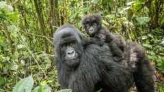 Pristine Forest and Endangered Gorilla Habitat at Risk as Half of DRC Opened to Bids for Oil and Gas Drilling: Report