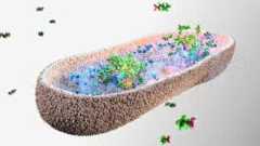 Certain Gut Microbes Found to Absorb Ingested PFAS: Study