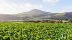 Climate Change Degrades Nutritional Value of Crops, Study Finds