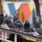 A bird of prey has been brought in to ruffle some feathers at Norwich Market