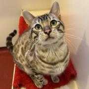 Milo is searching for his new family