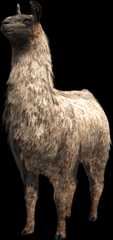 Llama