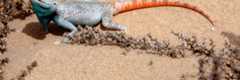 Reptiles