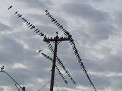 Grackle_flock_on_powerlines.jpg  