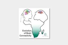 Evolution_of_Brain_Connectivity.jpg  