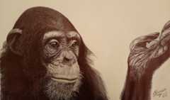 1_Chimp_drawing.jpg  