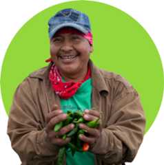 Farm worker with harvested peppers