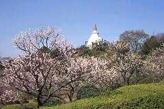 約200本の梅が咲く「梅まつり 2026」よみうりランド隣接HANA・BIYORIで