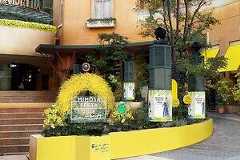 黄色のミモザ咲き誇る「ミモザフェスタ」神奈川・川崎で、限定グルメやフォトスポットも