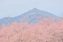 「お花見特集2026」満開の桜や梅を眺める観光名所、春のおでかけ＆旅行で行くおすすめスポット