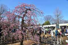 「せたがや梅まつり」羽根木公園に咲く紅梅＆白梅の花見イベント、梅ジャムや和菓子の販売も - 2026年2月7日〜2026年3月1日開催