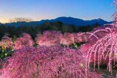 春イベント｜三重「鈴鹿の森庭園」約200本の梅が開花“しだれ梅”を彩る霧の演出＆夜間ライトアップ