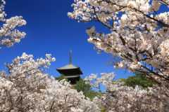 “京都の桜”花見時期の観光イベント、醍醐寺の夜桜ライトアップや東寺の竹あかり回廊など
