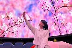 コニカミノルタプラネタリウムで”没入型”花見「桜ウェルカムドーム」見渡す限りの桜と撮影OK