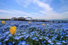 春イベント｜「ネモフィラ祭り2026」大阪・舞洲で - 青い花々が海を望む公園に、桜やチューリップとの競演も