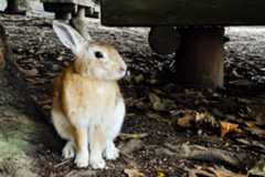 広島 瀬戸内の島巡り観光、旅行者に人気の“うさぎの楽園”大久野島やアートな生口島などモデルコース