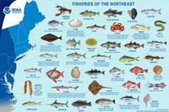 Fisheries of the Northeast map and species images.