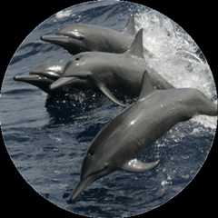 Directed Take Permits & Authorizations