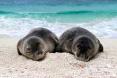 NOAA Fisheries Video Gallery Default Thumbnail Image