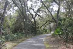 a paved section of the seminole heritage trail underneath twisted oaks and bordered by saw palmettos.